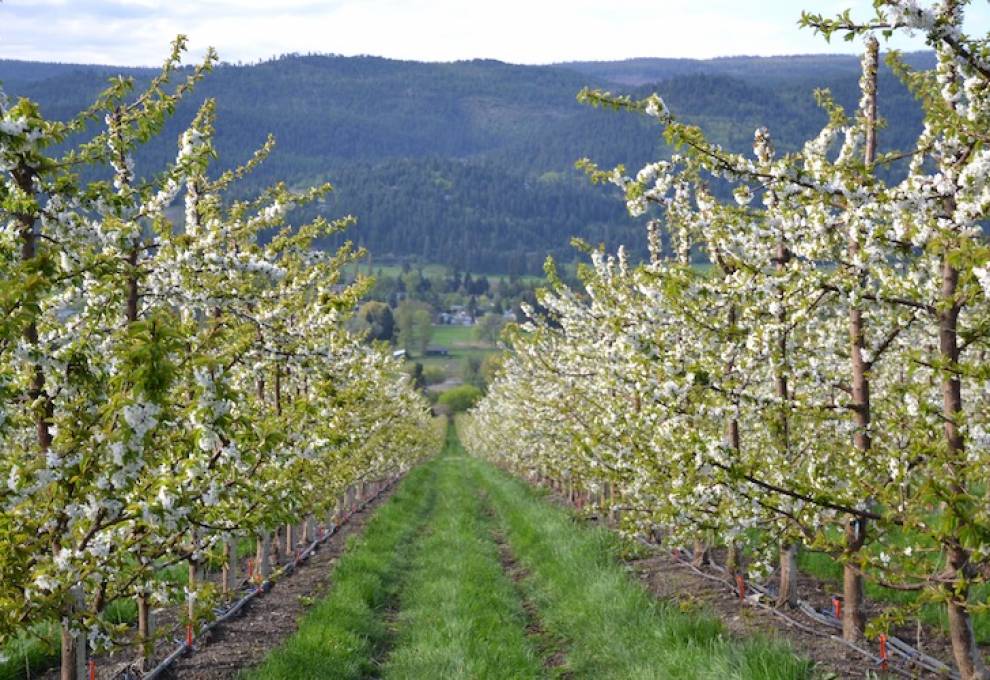 BC fruit growers predict normal year The Grower